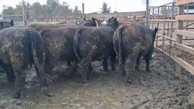 Lote 20 Vaquilla Gorda en Los Ángeles, VIII Región Biobío