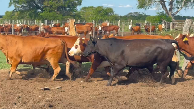 Lote 36 Vacas de invernar en Ituzaingó, Corrientes