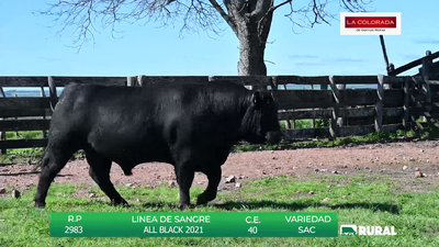 Lote TOROS BLACK ANGUS