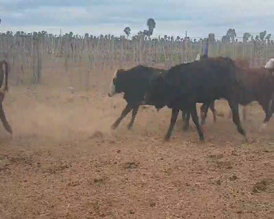 Lote 70 Novillitos en Tintina, Santiago del Estero
