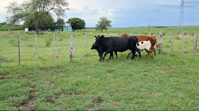Lote PIEZAS DE CRIA