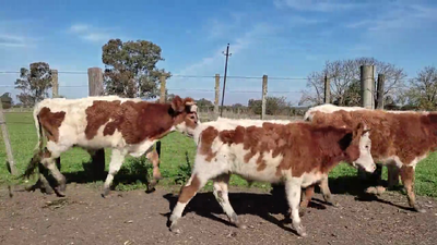 Lote (Vendido)3 Novillos 1 a 2 años HE X NO 255kg - , Colonia