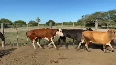 Lote 33 Vacas nuevas Preñadas en Pto. Eva Perón, Chaco