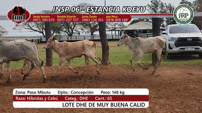 Lote Insp 6