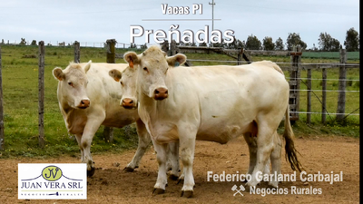 Lote VACAS PREÑADAS PI   - CHAROLAIS