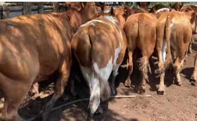 Lote 20 Novillo Engorda en María Pinto, Región Metropolitana