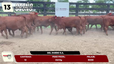 Lote LOTE 13