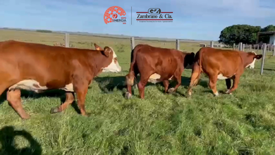 Lote Lote 18