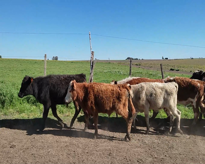 Lote (Vendido)12 Terneros 3 AA,  1 AA X HE,  2 HE,  1 CH,  2 LI,  2 RA X HE,  1 PARDO SUIZO X NO 208kg - , Colonia