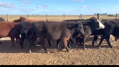 Lote 42 NOVILLITOS