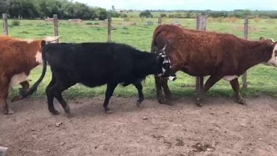 Lote 14 Vaquillonas  Hereford ,  Angus y Cruzas 360kg -  en Rincon de la torre