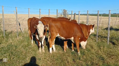 Lote TERNEROS/AS