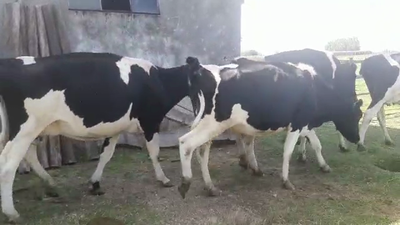 Lote 5 Vaca HOLANDO 400kg - , San José