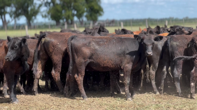 Lote 95 Terneras en Udaondo