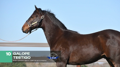 Lote Lote 10