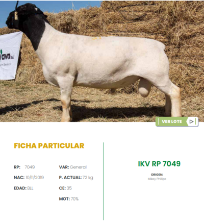 Lote LOTE 31