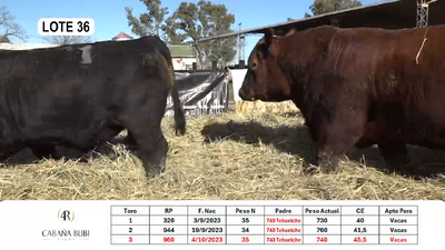 Lote TOROS PP y PC