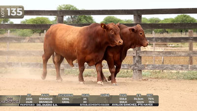Lote LOTE 135