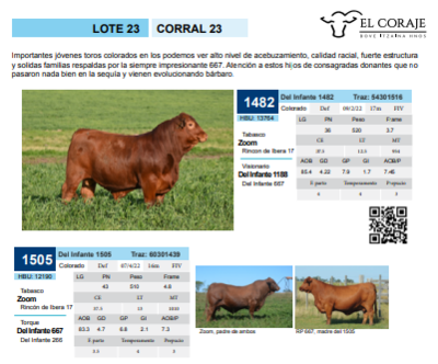 Lote Corral 23
