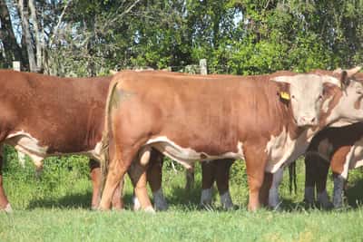 Lote PEDIGREE DE 3 AÑOS
