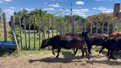 Lote TERNEROS Y TERNERAS