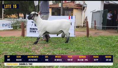 Lote LOTE 15