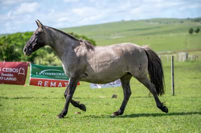 Lote PELUFA EL TACUARAL