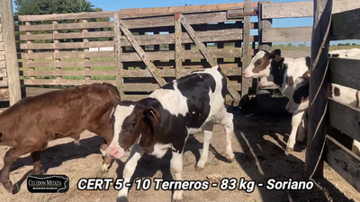 Lote 10 Terneros en José Enrique Rodó, Soriano
