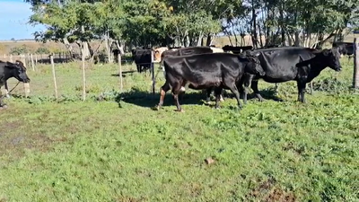 Lote VACAS PREÑADAS