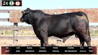 Lote LOTE 24