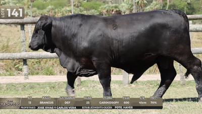 Lote LOTE 141