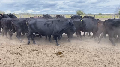 Lote 32 Vacas usadas preñadas en Mojones S., Entre Ríos