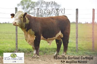 Lote TOROS POLLED HEREFORD 2 AÑOS PI