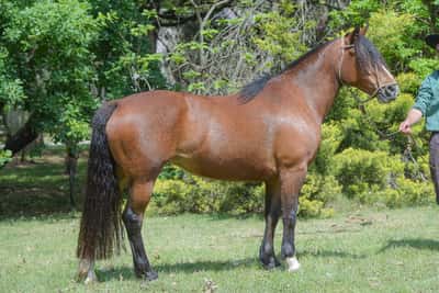 Lote Yubely Del Silecnio