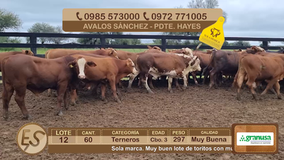 Lote Lote 12