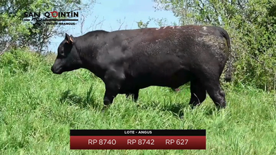 Lote Brete 1 - San Quintin Angus