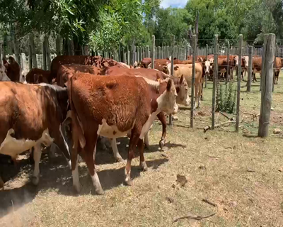 Lote 11 Novillos 1 a 2 años en Melo, Cerro Largo