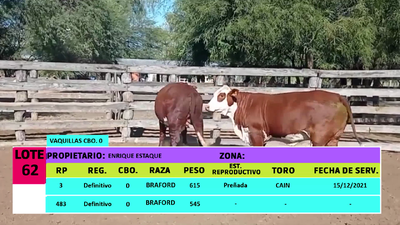 Lote LOTE 62 - 2 VAQUILLAS CBO 0