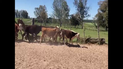 Lote 50 Terneras en Paysandú, Quebracho