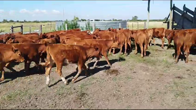 Lote 126 Terneros/as en Colón, Entre Ríos