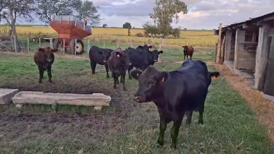 8 Vaquillonas 1 a 2 años Angus  300kg - , Colonia