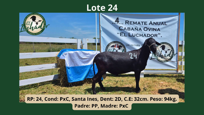 Lote PxC