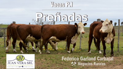 Lote VACAS PREÑADAS PI -  POLLED HEREFORD