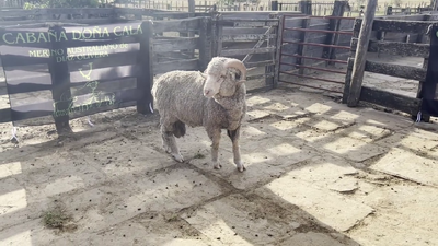 Lote DOÑA CALA SRL