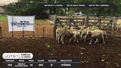 Lote Lote 1