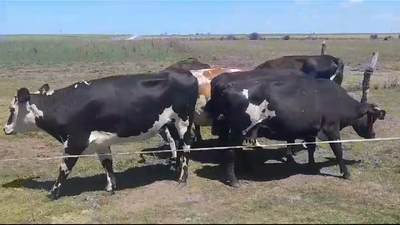 Lote (Vendido)6 Vacas de Invernada NORMANDO 415kg -  en SANTA ROSA