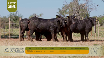 Lote LOTE 34