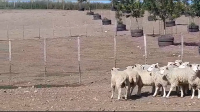 Lote (Vendido)20 Corderos 30kg -  en BARKER