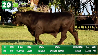 Lote LOTE 29