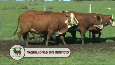 Lote Vaquillonas - La Victoria